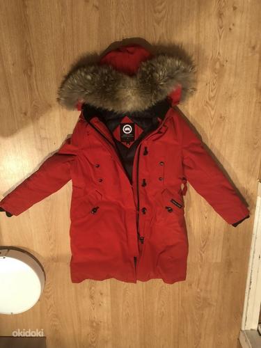 Canada goose