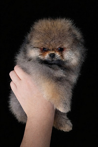 Pomeranian spits (2 foto / 6)