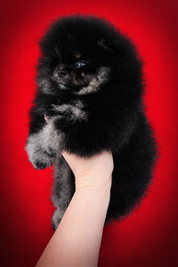 Pomeranian spits (5 foto / 6)