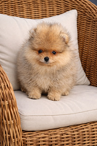 Pomeranian spits (3 foto / 6)