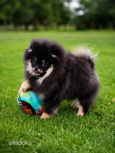 Pomeranian spits