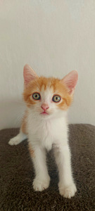 Шотландский котёнок (4 foto / 5)