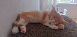 Шотландский котёнок (1 foto / 5)