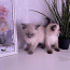 Тайские котята (фото #3)
