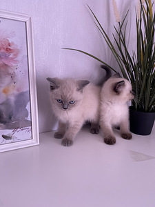 Tai kassipojad (3 foto / 5)