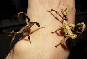 Raagritsikas Extatosoma tiaratum (2 foto / 2)