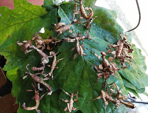 Raagritsikas Extatosoma tiaratum (2 foto / 2)