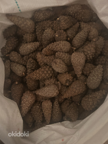 Сосновые шишки