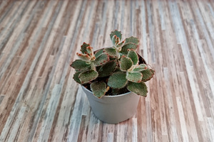 Kalanchoe tomentosa (1 foto / 1)