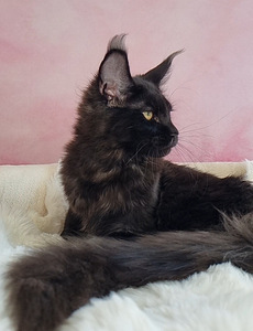 Maine Coon (4 foto / 10)