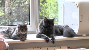 Maine Coon (3 foto / 6)