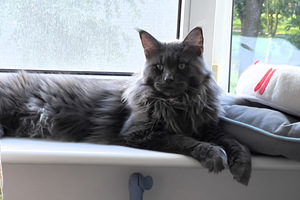 Maine Coon (4 foto / 6)