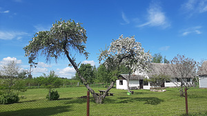 Saarekivi, Kohtla-Uueküla, Toila vald, Ida-Virumaa (3 foto / 50)