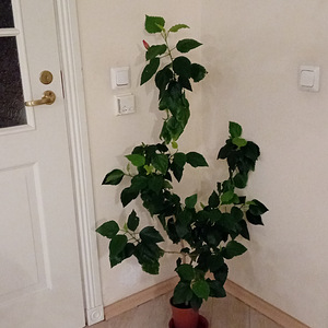 Müüa roosad hibiskused (1 foto / 6)