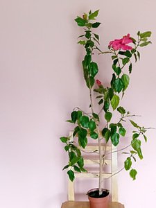 Müüa roosad hibiskused (3 foto / 6)