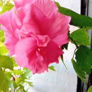 Müüa roosad hibiskused (5 foto / 6)