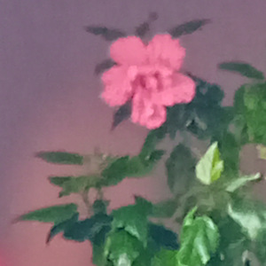 Müüa roosad hibiskused (6 foto / 6)
