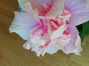 Müüa heledad roosad hibiskused (5 foto / 5)