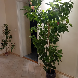 Müüa 2 hibiskit ühes potis - roosa ja hele roosa (4 foto / 4)