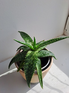 Toataim aaloe vera (2 foto / 2)
