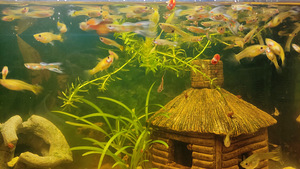 Guppy kalad (3 foto / 3)