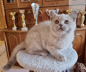 Британский короткошерстный котенок (3 фото из 6)