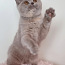 Клубный британский котенок. (фото #2)