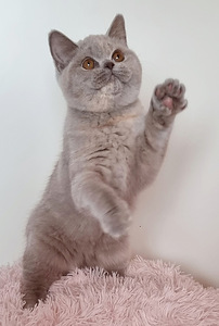 Клубный британский котенок. (2 фото из 10)