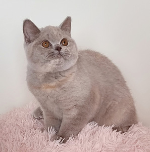 Клубный британский котенок. (8 фото из 10)
