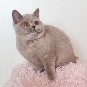 Клубный британский котенок. (9 фото из 10)
