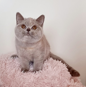 Клубный британский котенок. (10 фото из 10)