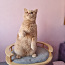 Клубный британский котик (фото #2)