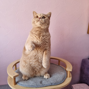 Клубный британский котик (2 фото из 6)