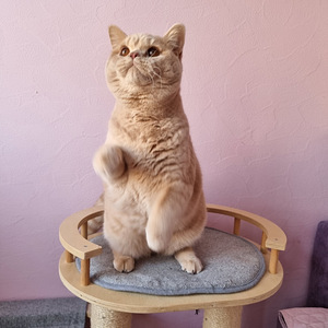 Клубный британский котик (3 фото из 6)