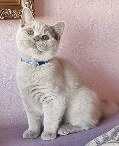 Lilla briti kassipoeg. (1 foto / 2)