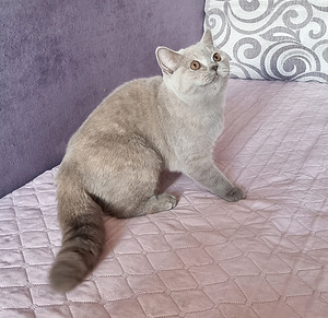 Британская кошечка (4 фото из 4)