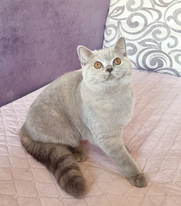 Британская кошечка (2 фото из 4)