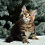 Maine coon (foto #3)