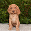 Немецкий спаниель Wachtelhund - щенок (фото #3)