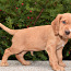 Немецкий спаниель Wachtelhund - щенок (фото #2)