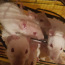 1-месячные крысы (фото #1)