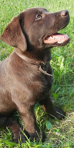 Labradori Retriiver (2 foto / 3)