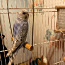 Попугайчики, попугаи волнистые (фото #3)