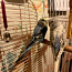 Papagoi (foto #1)