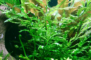 Bolbitis heudelotii kompakt (3 foto / 3)
