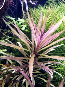 Pogostemon stellatus "Broad Leaf" (1 foto / 1)
