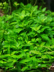 Staurogyne repens (1 foto / 1)