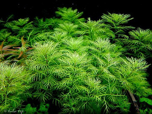 Myriophyllum mattogrossense (2 foto / 3)
