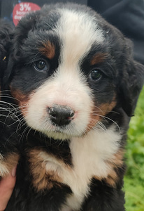 Berni alpi karjakoera kutsikad (1 foto / 1)