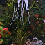 Akvaarium: kunst silikoonist säravad meduusid (foto #1)